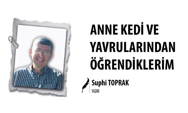 ANNE KEDİ VE YAVRULARINDAN ÖĞRENDİKLERİM