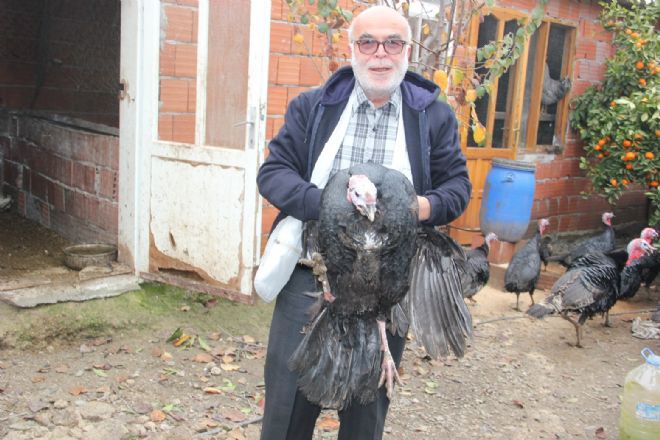 Yılbaşının vazgeçilmezi hindiler  GÖRÜCÜYE ÇIKTI