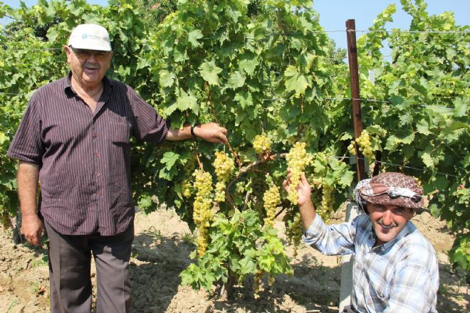  Menemen in Üzümü Katkısız Kaliteli”